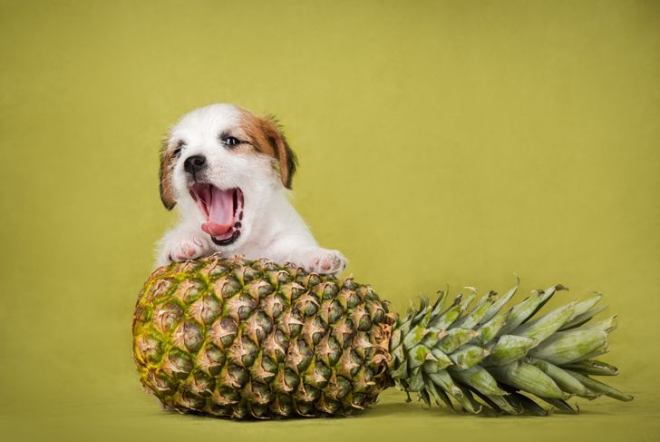 Can Dogs Eat Pineapple?