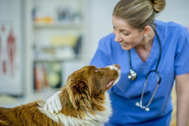 Can Dogs Get the Flu?