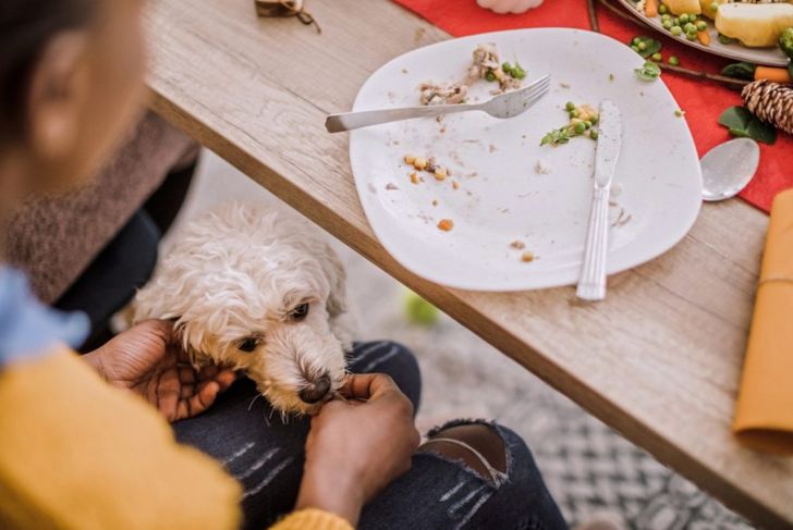 Can Dogs Safely Eat Onions?