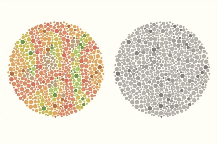 Can Dogs See Color?