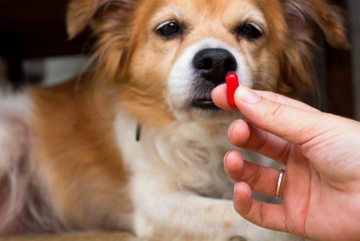 Can I Give My Dog Antihistamines?