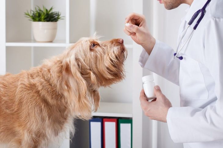 Can I Give My Dog Antihistamines?