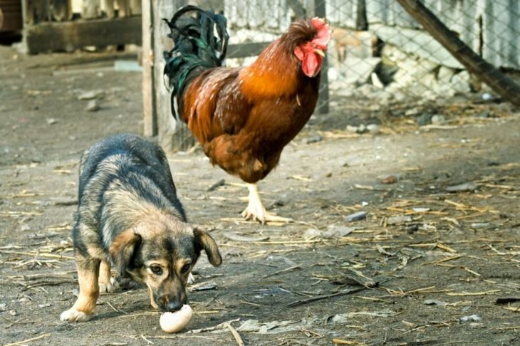 Can Your Dogs Eat Eggs?