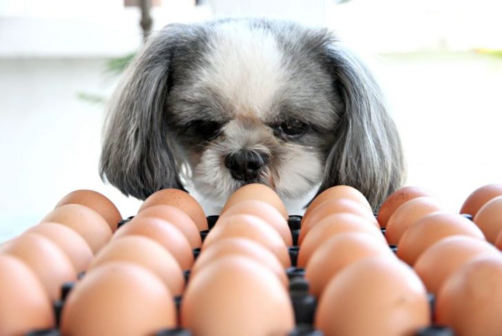 Can Your Dogs Eat Eggs?