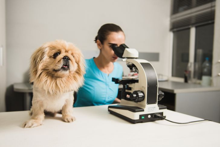 Canine Hookworms: What You Need to Know