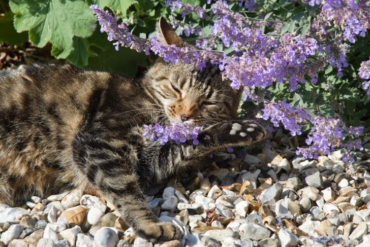 Catnip: The Feline-Friendly Plant