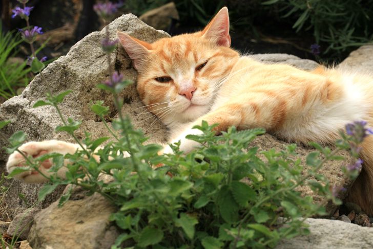 Catnip: The Feline-Friendly Plant
