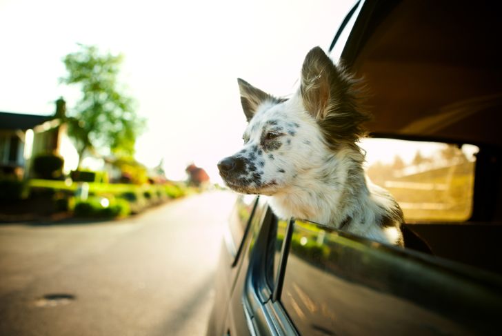 Celebrating Canines: Fun Ways to Spend National Dog Day