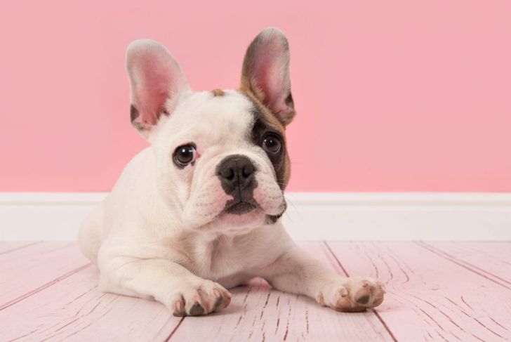 Check Out These Amazing Small Dog Breeds