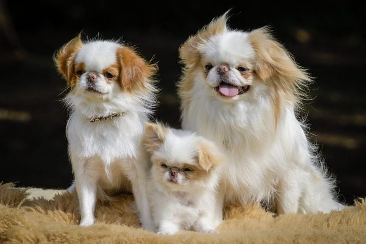 Check Out These Amazing Small Dog Breeds