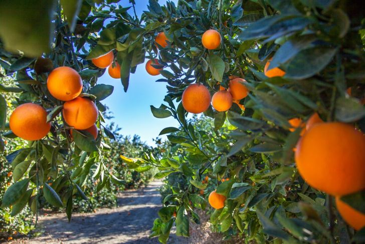 Citrus Fruit: A Treasure Trove of Nutrition