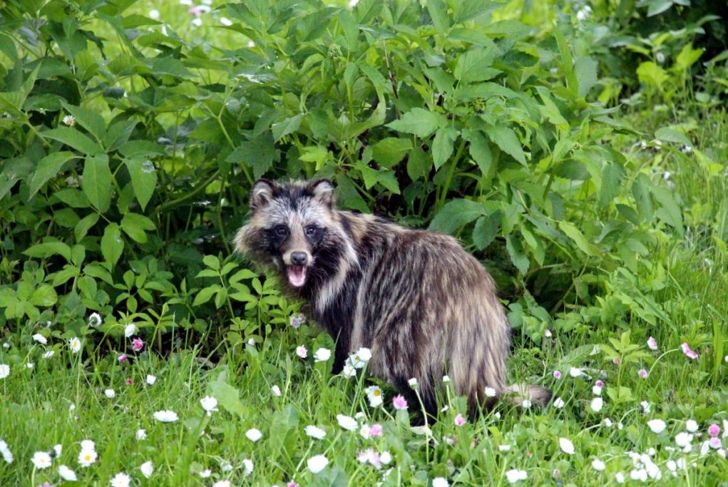 Crazy Facts About Raccoon Dogs