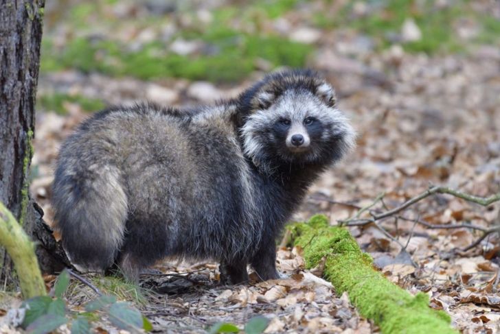 Crazy Facts About Raccoon Dogs
