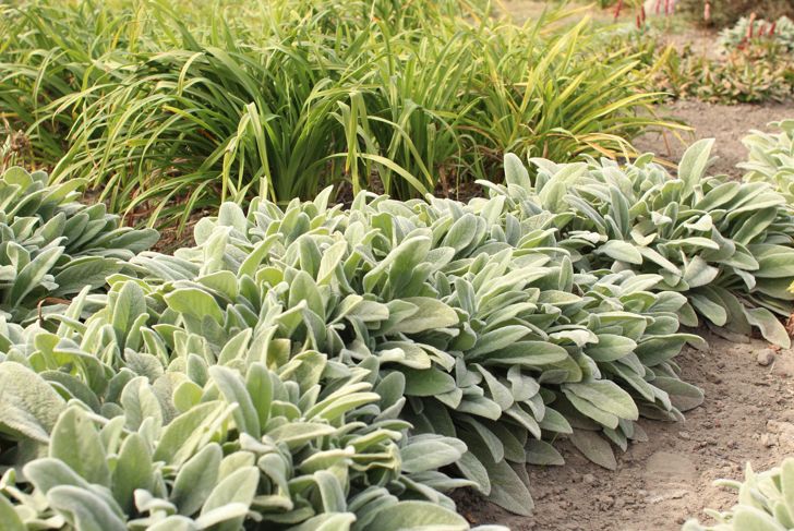 Create a Beautiful Deer-Resistant Garden Using These Plants