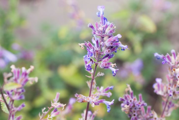 Create a Beautiful Deer-Resistant Garden Using These Plants