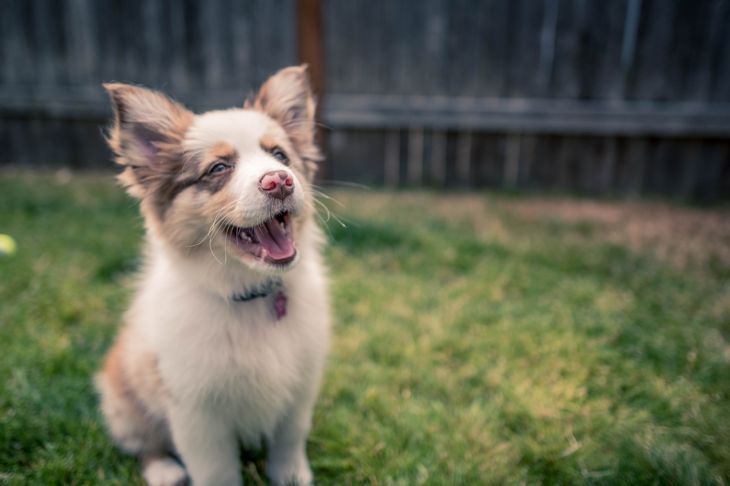 Discover the Best Dog Breed for Your State