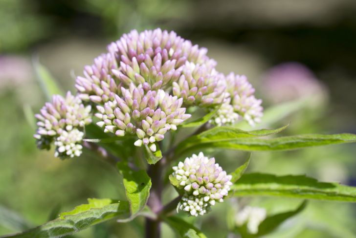 Discover the Health and Wellness Benefits of Valerian Root
