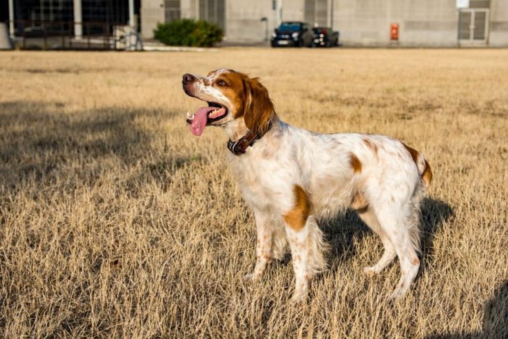Does the Brittany Spaniel Make a Good Family Pet?