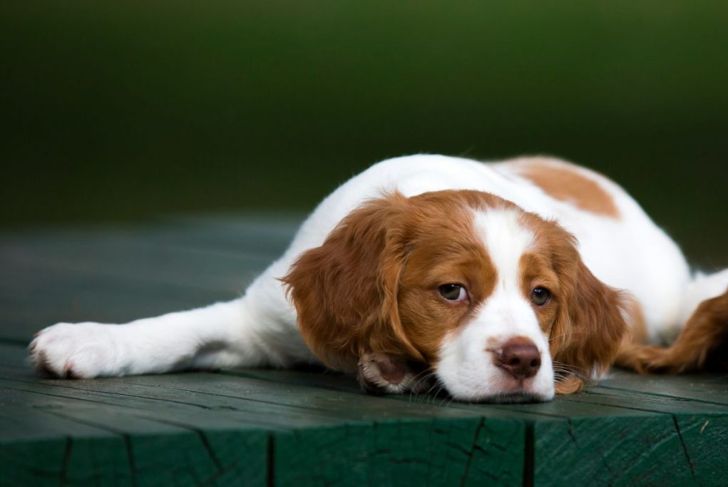 Does the Brittany Spaniel Make a Good Family Pet?