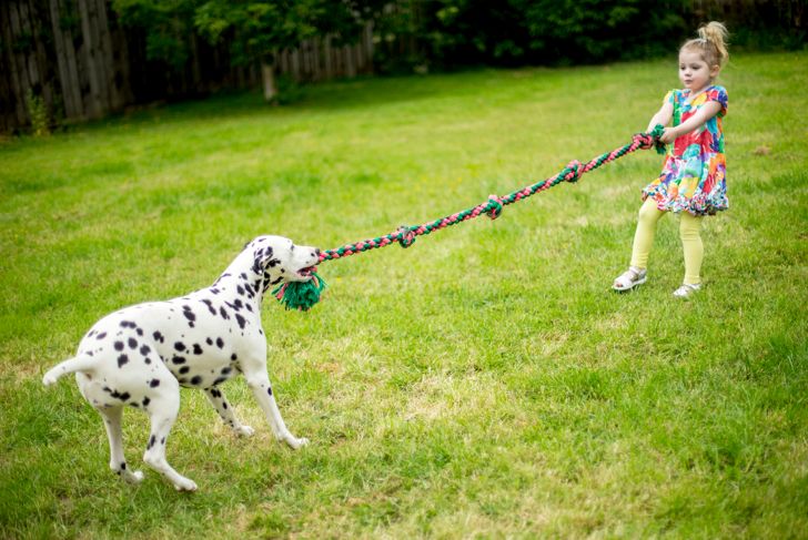 Dog Breeds You'll Love if You Enjoy Being Active