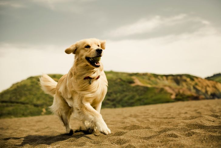 Dog Breeds You'll Love if You Enjoy Being Active