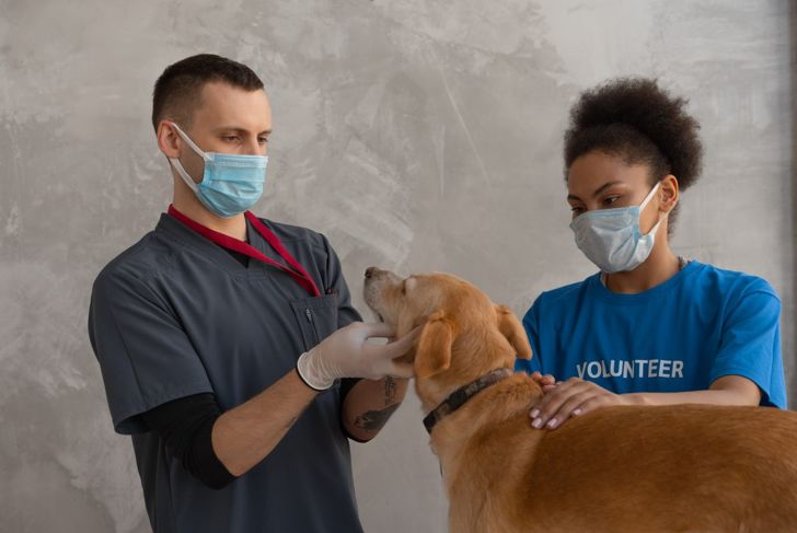 Dog Scratching? Common Causes of Dry Skin in Dogs