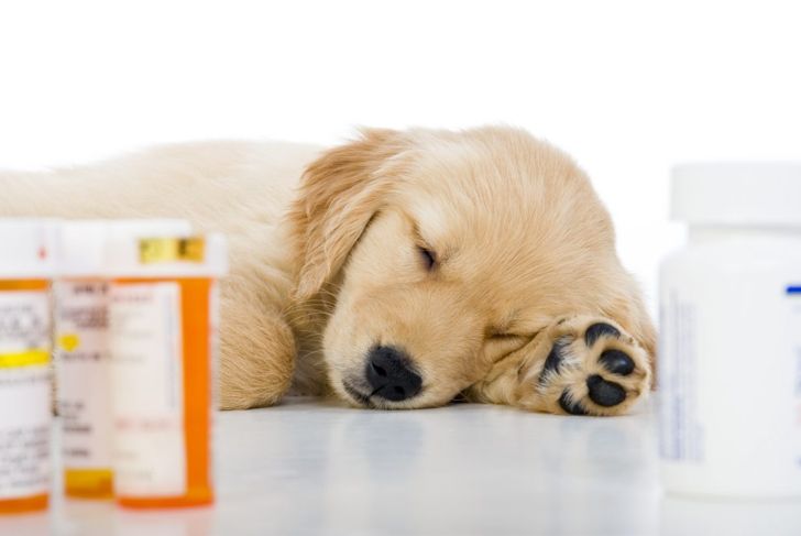 Dog Scratching? Common Causes of Dry Skin in Dogs
