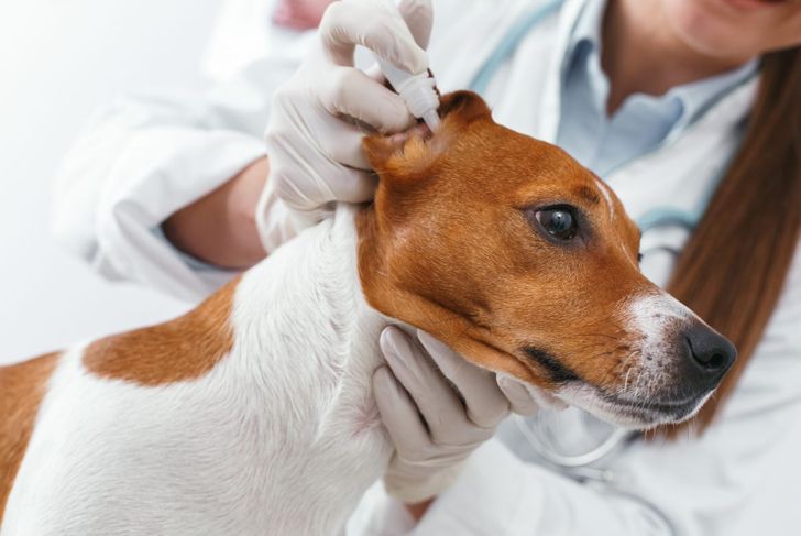 Ear Mites in Dogs: What Pet Parents Need To Know