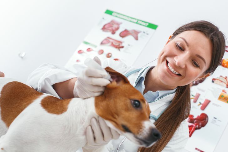 Ear Mites in Dogs: What Pet Parents Need To Know