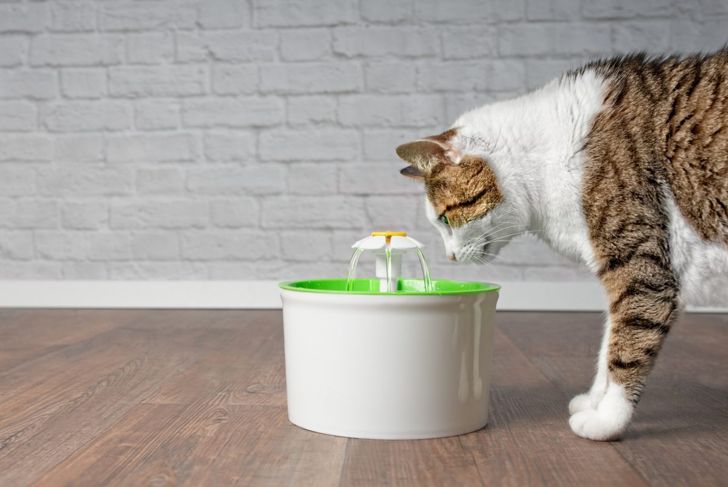 Easy DIY Hacks Every Pet Owner Needs to Know