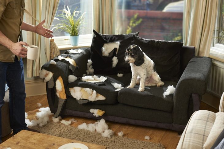 Easy Ways to Make Your Home Perfect for Your Furry Friends