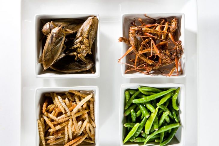 Edible Insects Belong on Your Plate