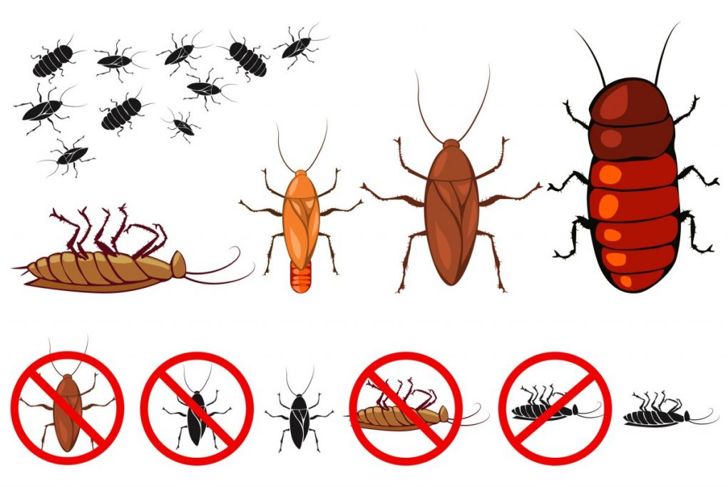 Edible Insects Belong on Your Plate