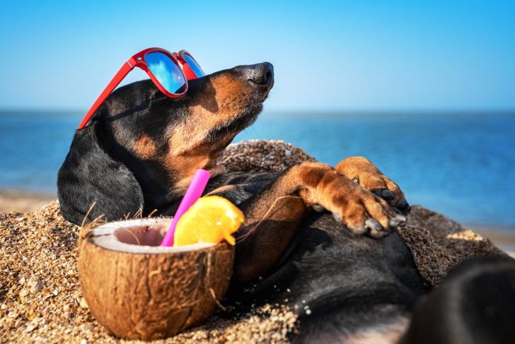 Essential Info Dogs and Skin Cancer