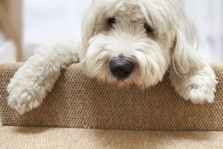 Everything About Old English Sheepdogs