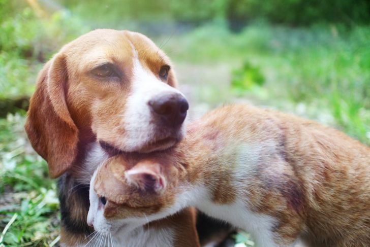 Everything You Need to Know About Beagles