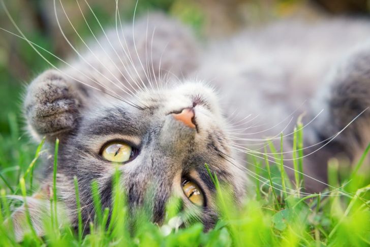 Everything You Need to Know About Cats in Heat