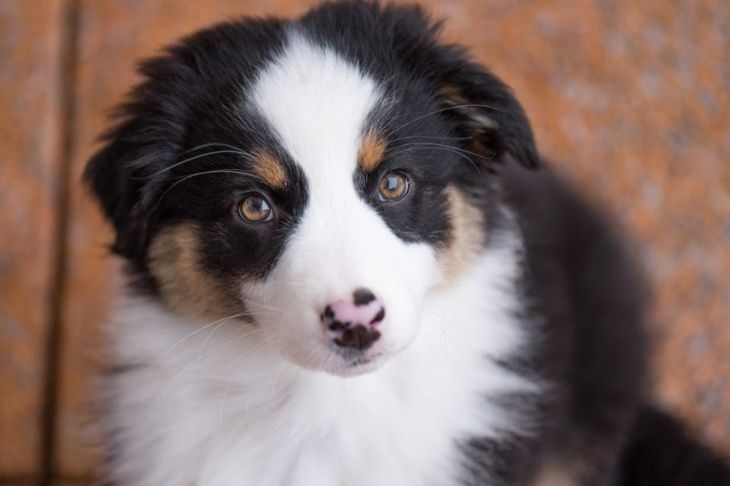 Everything You Need to Know About Mini Aussie Dogs