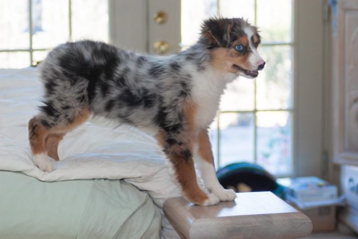 Everything You Need to Know About Mini Aussie Dogs