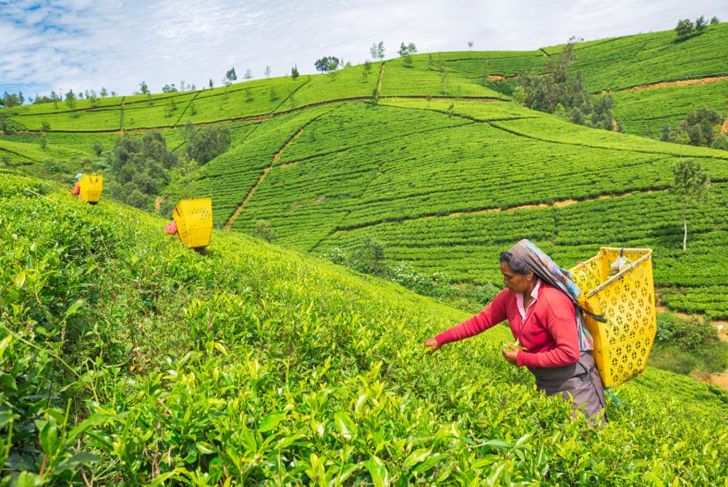 Everything You Wanted to Know About Ceylon Tea