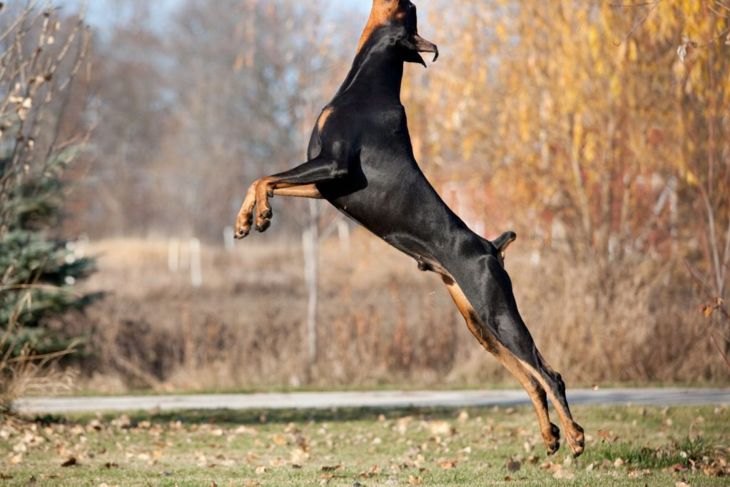 Everything You Wanted to Know About Doberman Pinschers