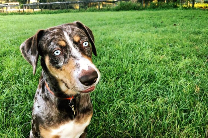 Everything You Wanted to Know About the Catahoula