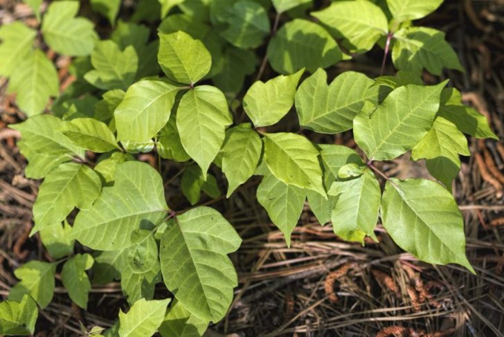 Frequently Asked Questions about Poison Oak