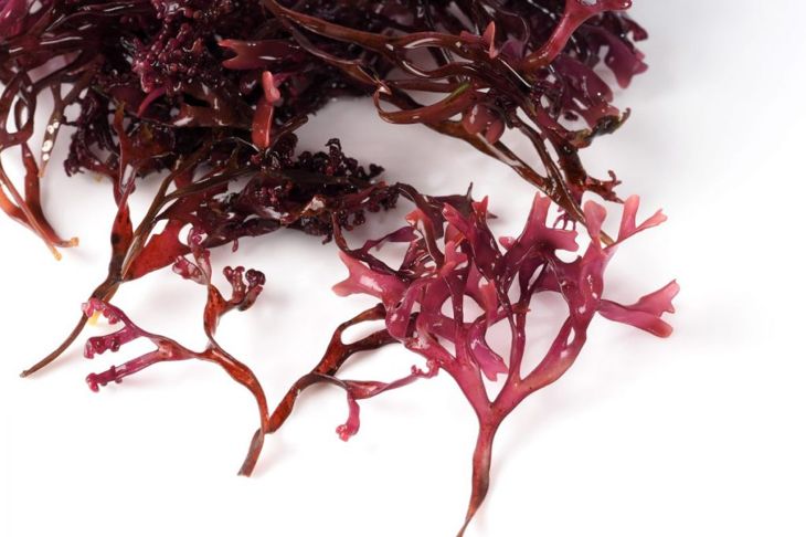 Fresh from the Sea: Sea Vegetables You Can Eat