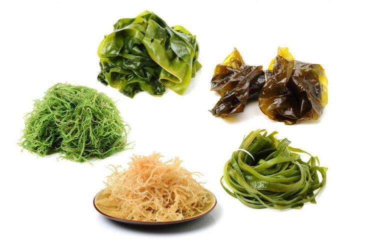 Fresh from the Sea: Sea Vegetables You Can Eat