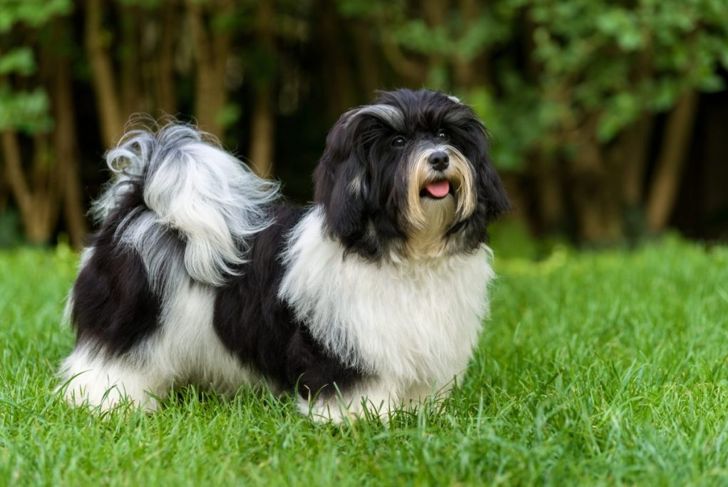 Fun Facts About the Havanese