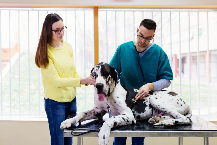 Gentle Giants: Everything You Need to Know About Great Danes