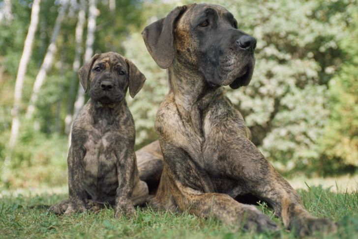 Gentle Giants: Everything You Need to Know About Great Danes