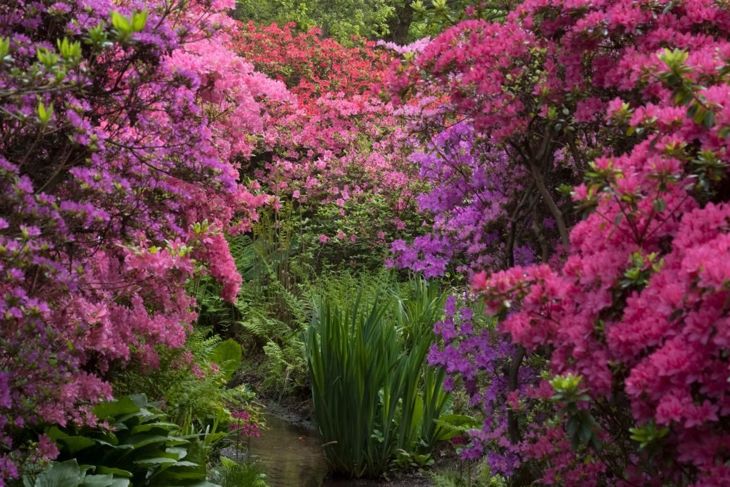 Get In the Garden With Rhododendrons