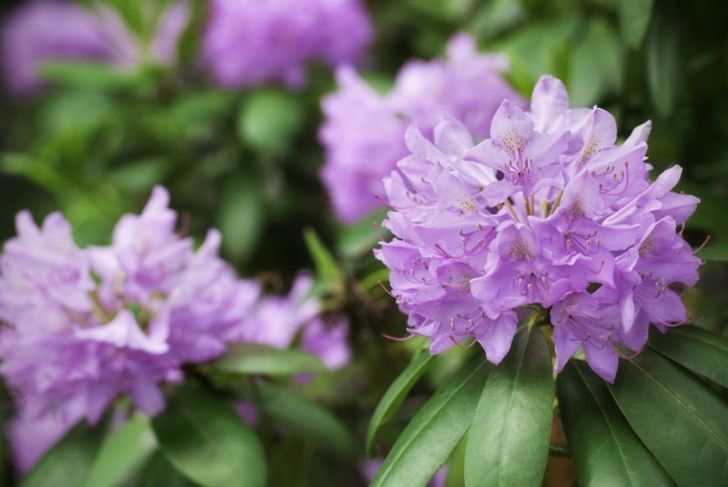 Get In the Garden With Rhododendrons